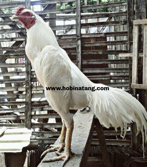 Warna bulu pada ayam bangkok, juga menjadi salah satu keunggulan dari ayam tersebut. Warna Ayam Pamangon Wido Yang Bagus : 47 Jenis Warna Jalak ...
