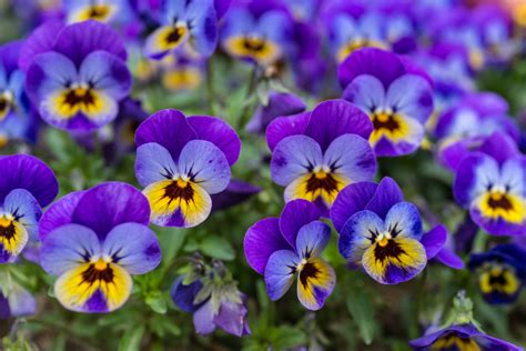 Viola Plant Care And Growing Tips Uk