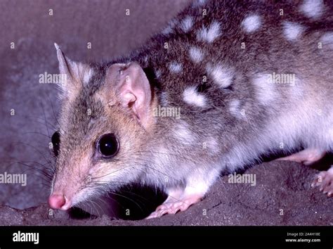 Australian Eastern Quoll Or Native Cat Stock Photo Alamy