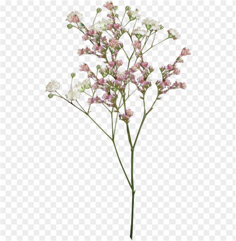 Aesthetic Flower Png Vintage Aesthetic Flower PNG Transparent With Clear Background ID