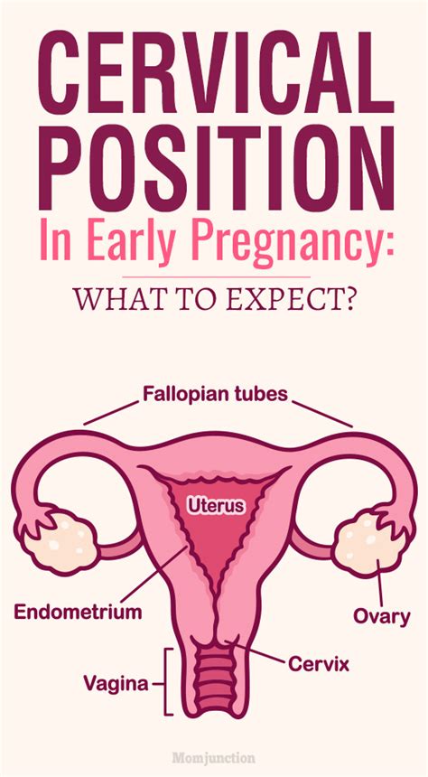 As you can see in the diagram above, it's our goal to reach 100% effacement so there is no cervix left. Cervical Position In Early Pregnancy: What To Expect?