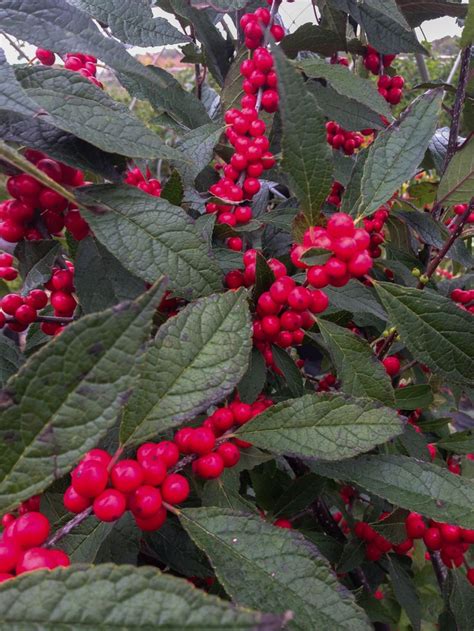 Winter Red Winterberry Monrovia Winter Red Winterberry In 2020