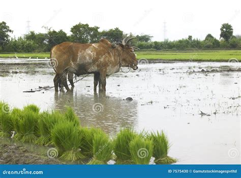 Pair Of Ox Working In A Paddy Field Stock Photo Image 7575430