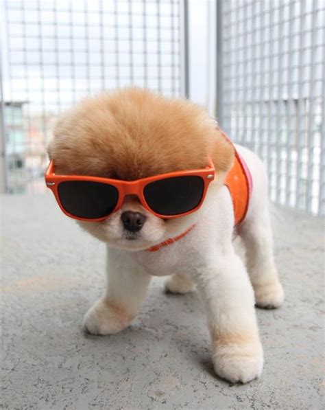 Meet Boo The Cutest Pomeranian Dog ~ Damn Cool Pictures