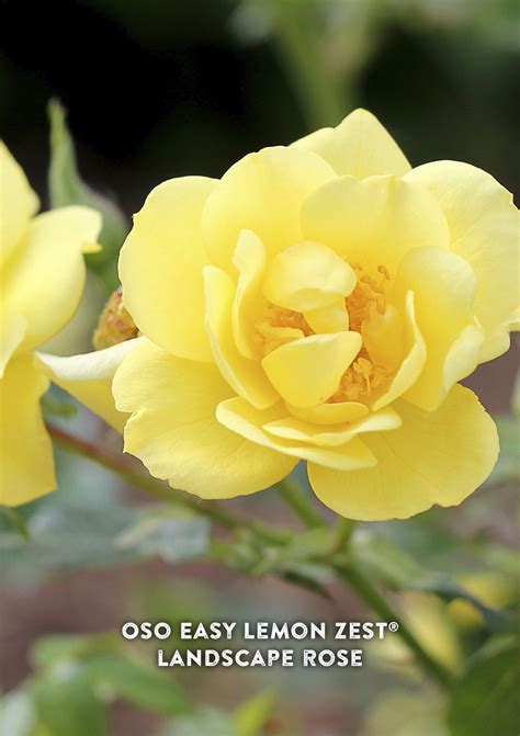 Oso Easy Lemon Zest Landscape Rose Rosa X Proven Winners