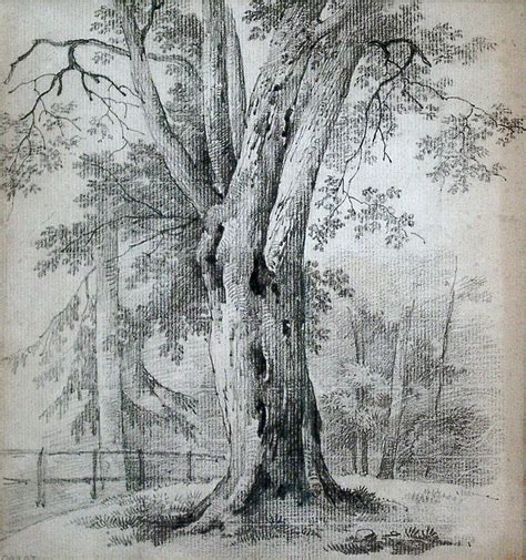 Gr025 Jean Baptiste Camille Corot 1796 1875 Study Of A Beech Tree
