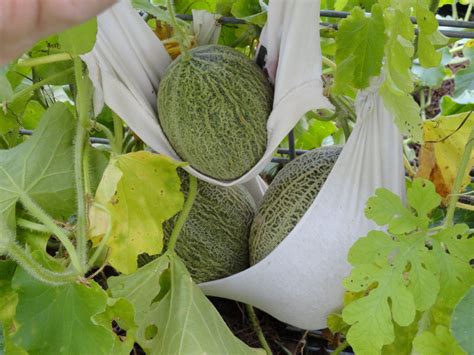 Cantaloupes Growing On A Trellis In A Very Small Space They Are Mixed