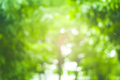 Abstract Green Nature Blur Background And Sunlight Stock Photo Image