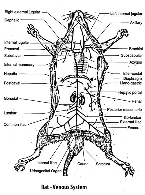 Rat Organ Diagram