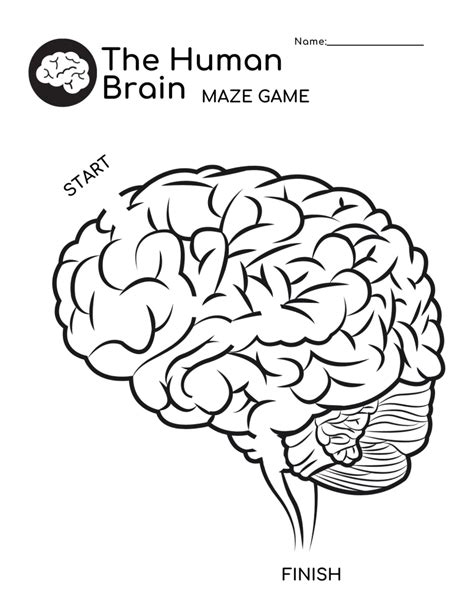 Human Brain Free Worksheet Downloads Help My Kids Are Bored