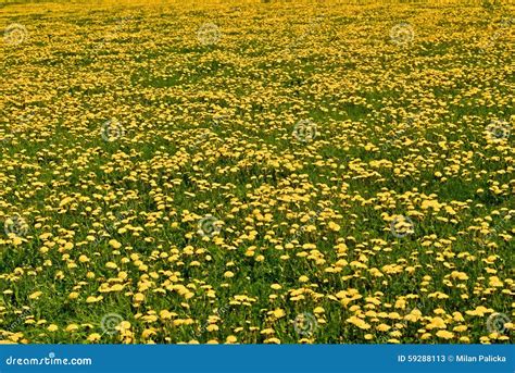 Meadow Full Od Dandelions Stock Photos Free And Royalty Free Stock