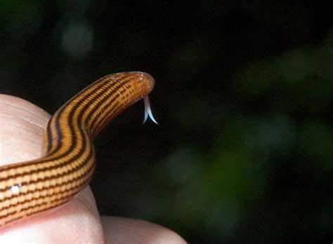 The Race Really Weird Island Snakes California Academy Of Sciences