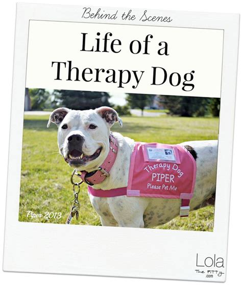39 Best Counseling Therapy Dog Images On Pinterest