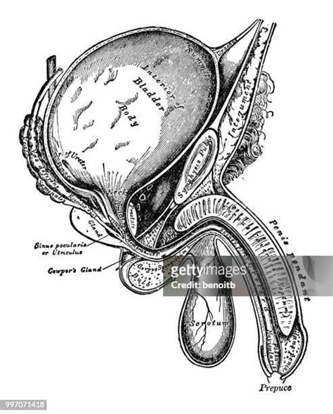 529 Testículo High Res Illustrations Getty Images