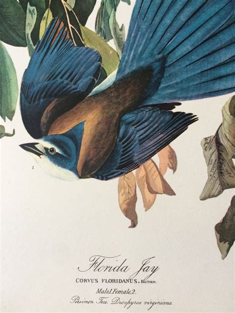 FLORIDA JAY Large Original Vintage 1964 Audubon Print, 14 x 17 inches, Bird Decor, Vintage Decor ...