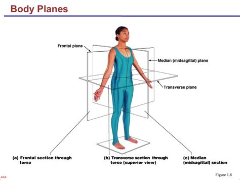 The free body diagram helps you understand and solve static and dynamic problem involving it is a diagram including all forces acting on a given object without the other object in the system. Anatomy and Physiology I Coursework: Body Planes