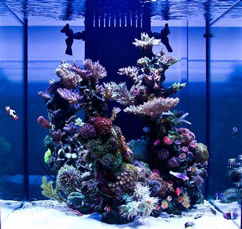 Medreds 60gal Solana Xl Sculpted Reef Cube July 2012 Featured Reef