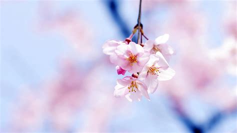 Mc89 Wallpaper Cherry Blossom By Gongsateam Flower