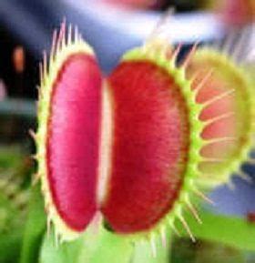 Venus fly trap under grow light. Pin on Seeds to plant