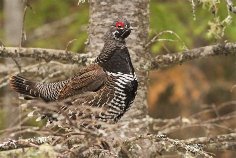 Spruce Grouse Rangeley Maine 25 March 2012 Flickr Photo Sharing