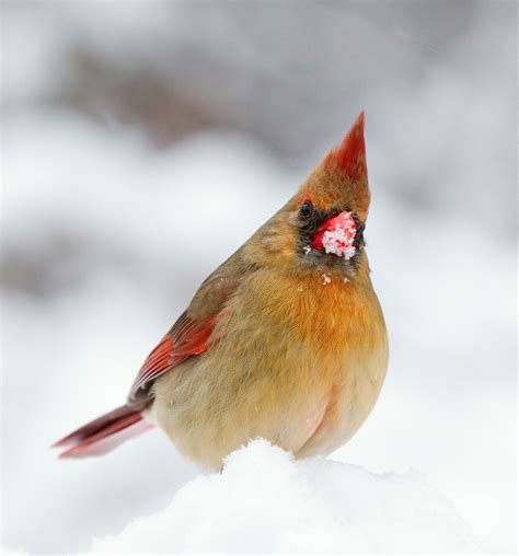 Free Images Nature Snow Winter Looking Female Wildlife Portrait