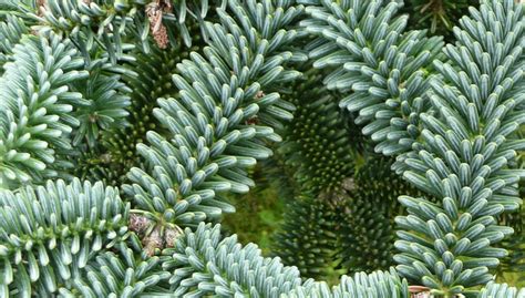 Abies Pinsapo Plantasvillor