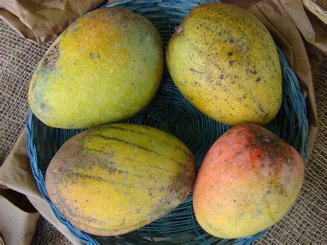 top 12 famous varieties of indian mangoes extrachai