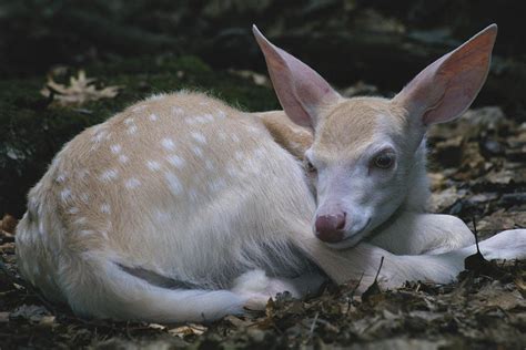 Albino White Tailed Deer Fawn 1 Photograph By Thomas And Pat Leeson