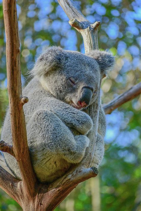 Sleeping Koala Photograph By Dominador Kebeng Pixels