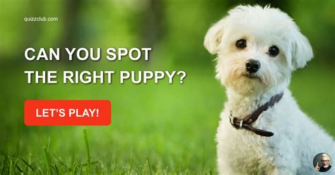 Can You Spot The Right Puppy Trivia Quiz Quizzclub