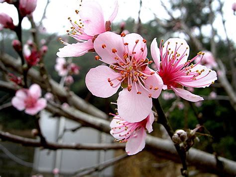 National Native And Popular Flowers Of Taiwan The Flower Expert