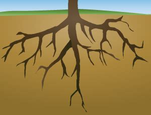 Plant With Roots Clip Art