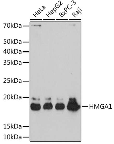 hmga1 recombinant monoclonal antibody arc1060 ma5 35485