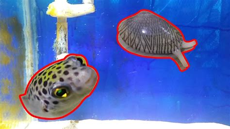 How I Keep My Green Spotted Puffer Fish Feeding Time Youtube