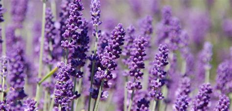 100 English Lavender Seeds Organic Nongmo Hand Picked Bio Etsy