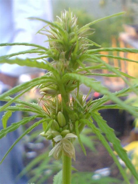 Image of marihuana flower is available in high resolution. Difference Between Male and Female Cannabis Plants ...