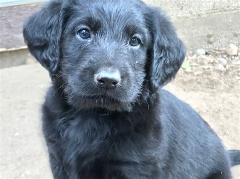 Find your new companion at labradoodle puppies for sale your search returned the following puppies for sale. Labradoodle puppy dog for sale in Stillwater, Minnesota