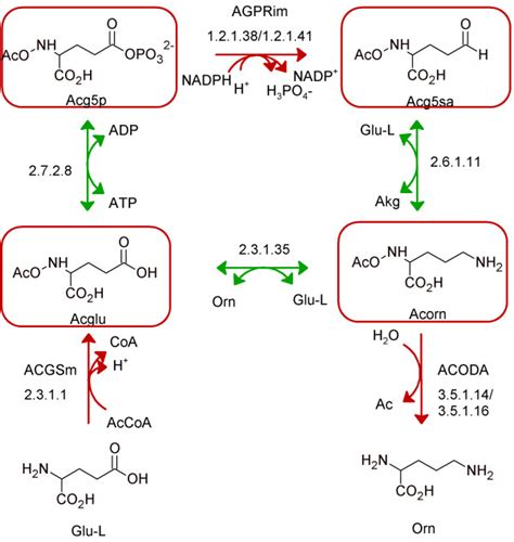 Category Ii Solutions To Three Blocked Reactions In Urea Metabolism