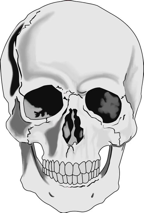 Skull Human Head Clip Art Free Vector For Free Download About Free