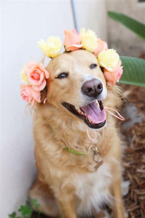 Acute Designs Diy Doggie Flower Crowns A Wedding Shower Diy Cant