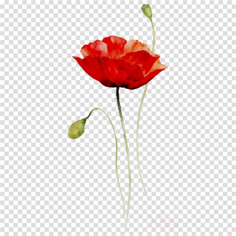 Poppy Clipart Single Poppy Poppy Single Poppy Transparent Free For