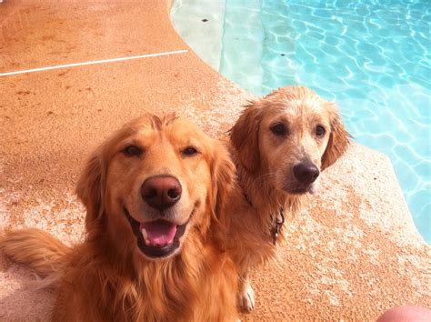 Grooming a golden retriever at home isn't difficult. Grooming | i heart golden retrievers