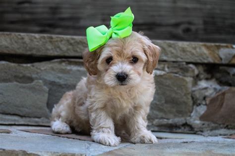 We are a legacy breeder specializing. Yorkshire Terrier puppy dog for sale in Cullman, Alabama