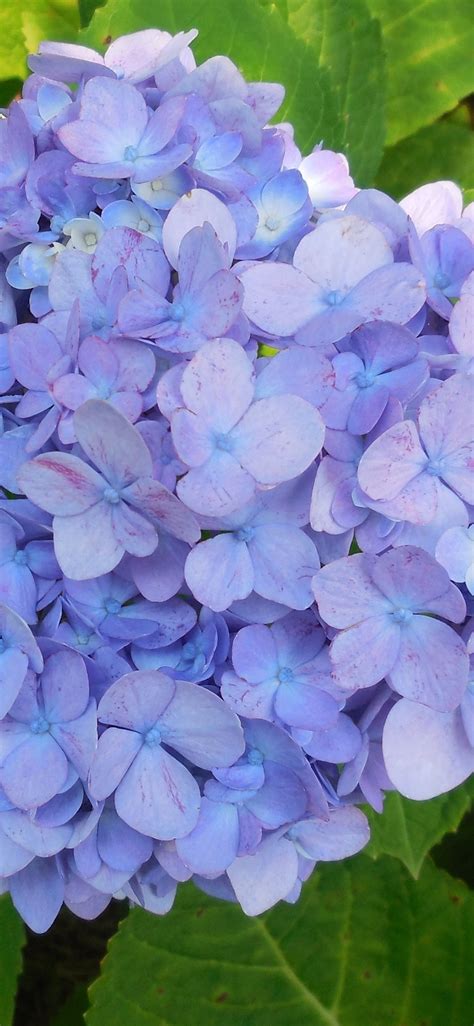 Light Purple Hydrangea Flowers Green Leaves Spring 1125x2436 Iphone