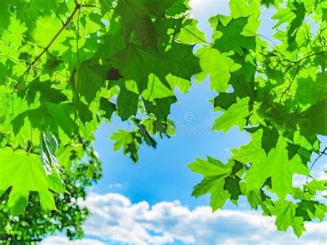 Background With Green Leaves And Blue Sky Stock Image Image Of Focus