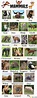 List of Mammals: Useful Mammal Names with Pictures • 7ESL