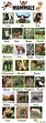 List Of Mammals: Useful Mammal Names With Pictures - 7 E S L