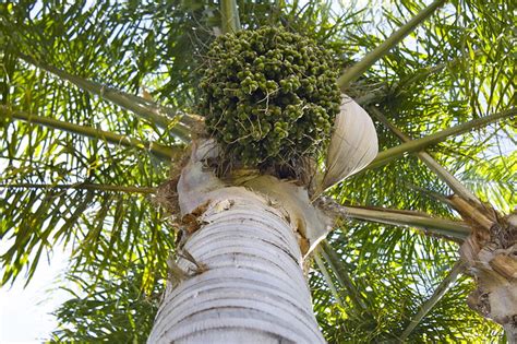 Dreamstime is the world`s largest stock photography community. Palm Tree Seed Pod | Flickr - Photo Sharing!