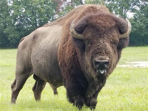 Modoc All About Bison