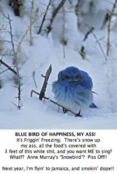 Quotations by morgan freeman, american actor, born june 1, 1937. Winter Blues pictures and quotes | Very Funny Pics - Animals - Blue Bird Winter | Animals, Birds ...